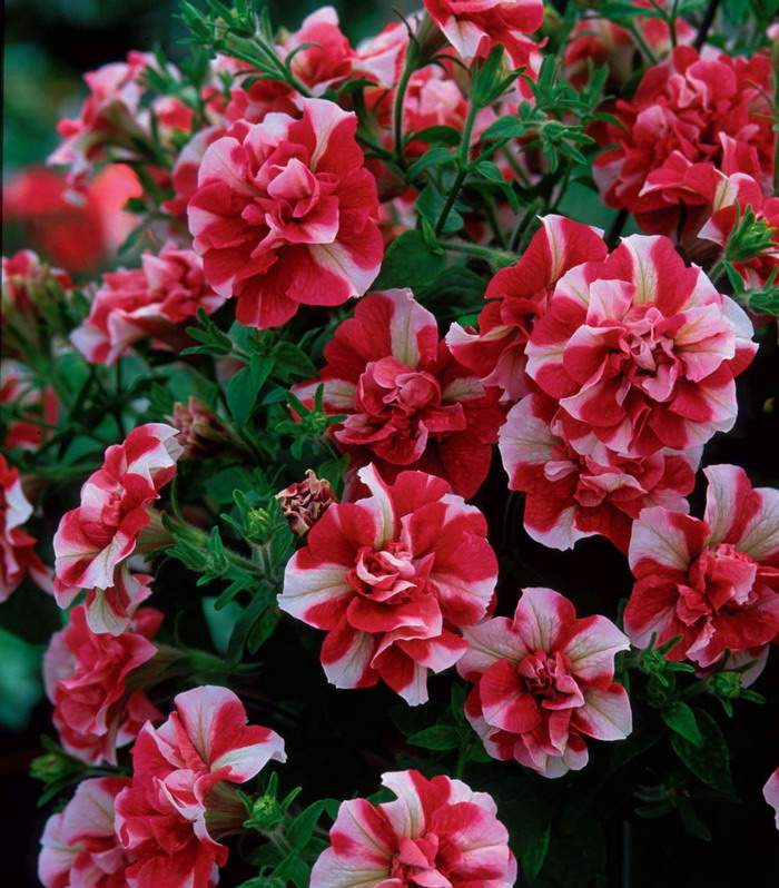 Петуния тумбелина 